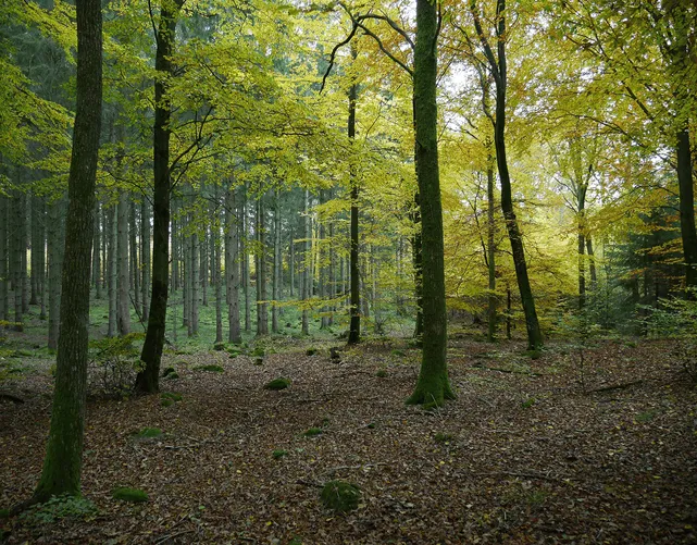 Ökologische Bedeutung und Herausforderungen